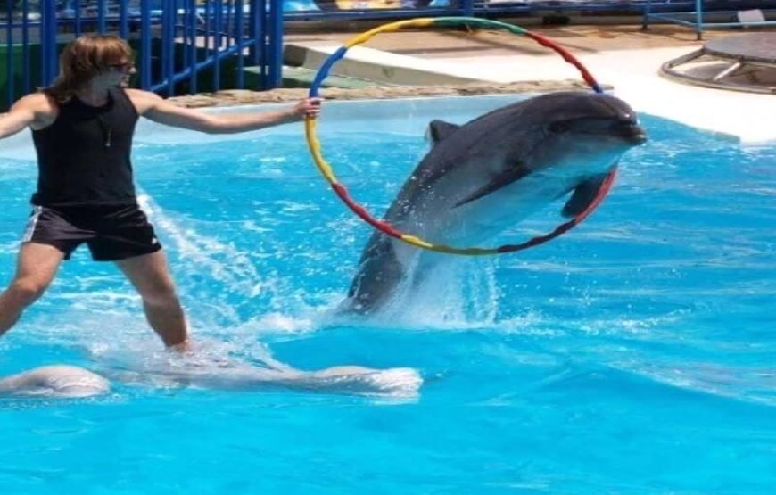 DOLPHIN SHOW 2025