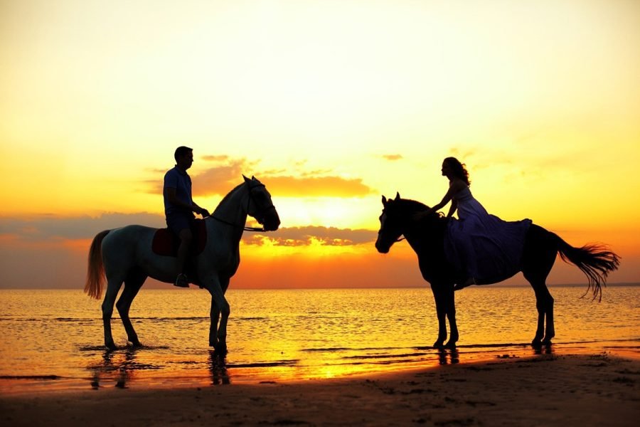 HORSE SAFARI 2025
