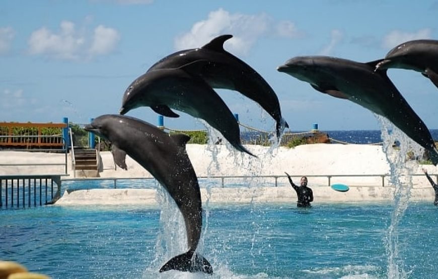 DOLPHIN SHOW 2025