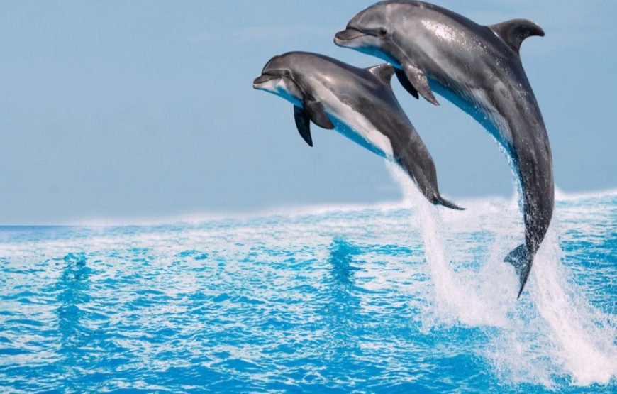DOLPHIN ISLAND BOAT TOUR