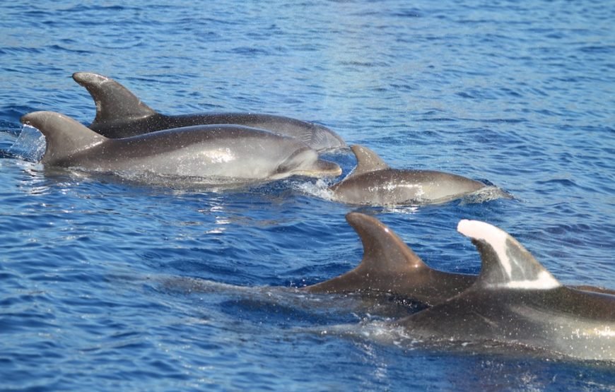 DOLPHIN ISLAND BOAT TOUR