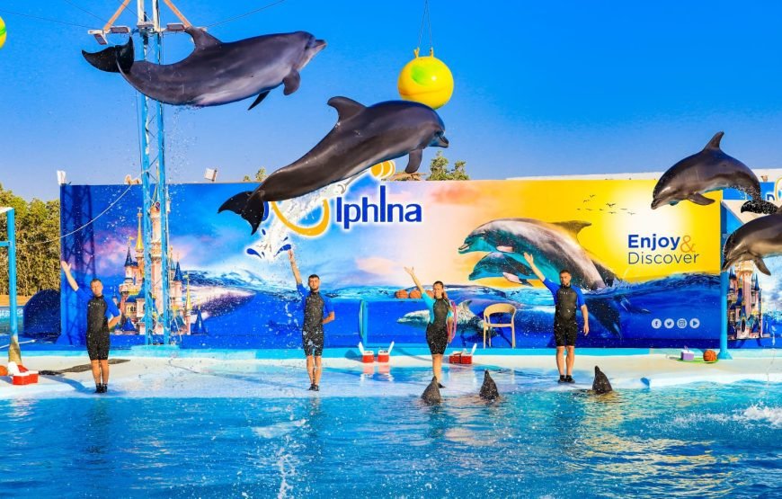 DOLPHIN SHOW 2025